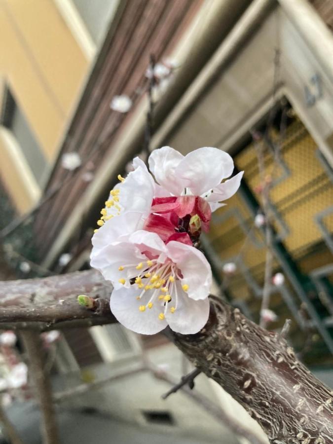 Our Home In Rome - Via Machiavelli Buitenkant foto